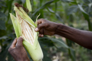 Le parc de l'Hôtel du Parc